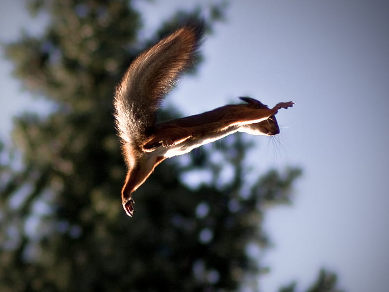 It's a Bird. It's a Plane. It's a... Squirrel?, tree, squirrel, jumping, flying, squirel, sky, HD wallpaper