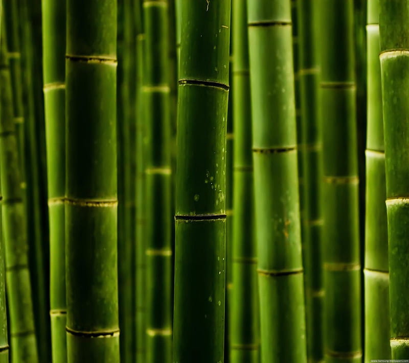 bamboo, bambo, green, tree, HD wallpaper