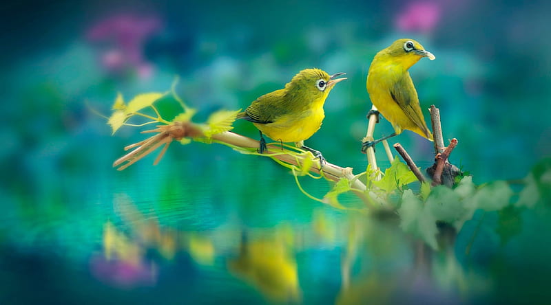 Nature Birds Ultra, Animals, Birds, Nature, HD wallpaper | Peakpx