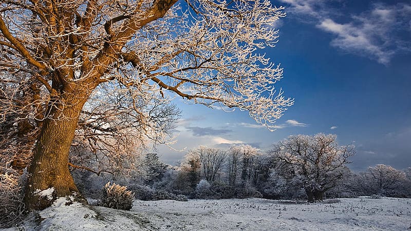 Winter Evening, trees, landscape, sky, snow, clouds, HD wallpaper