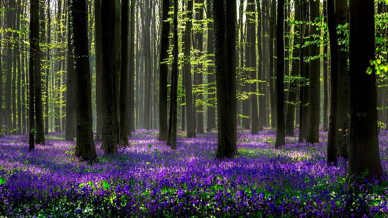 Hyacinth in Enchanted Forest, Trees, Hyacinth, Forests, Flowers, Nature, HD wallpaper