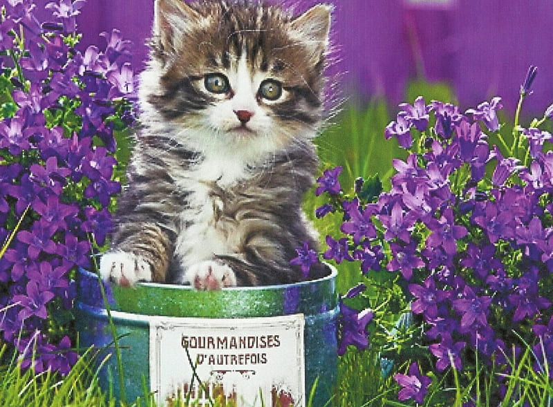 A tabby and white kitten in a tin can with flowers, cute, feline, purple, tabby, flowers, kitten, HD wallpaper