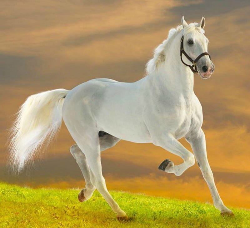 White horse, domestic, white, horse, run, animal, HD wallpaper | Peakpx