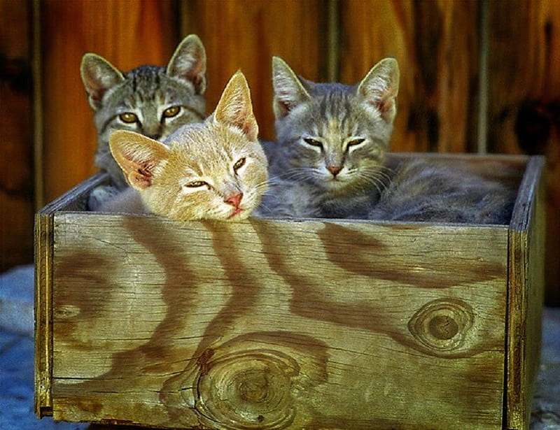 Three Little Kittens, ginger, gris, kittens, box, wooden crate, cats, HD wallpaper