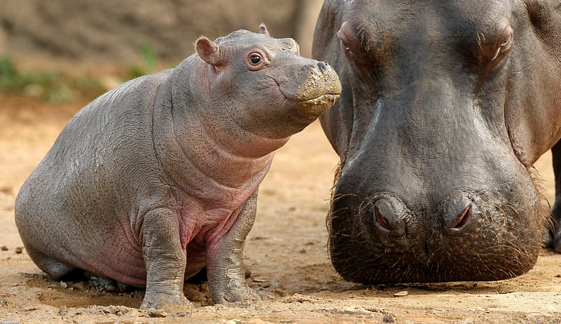 mother with baby Hippo, hippo , mother, baby, animal, HD wallpaper