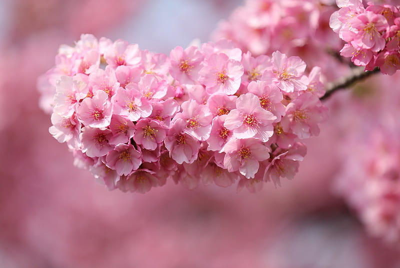 Sakura, árbol, naturaleza, rosa, Fondo de pantalla HD | Peakpx