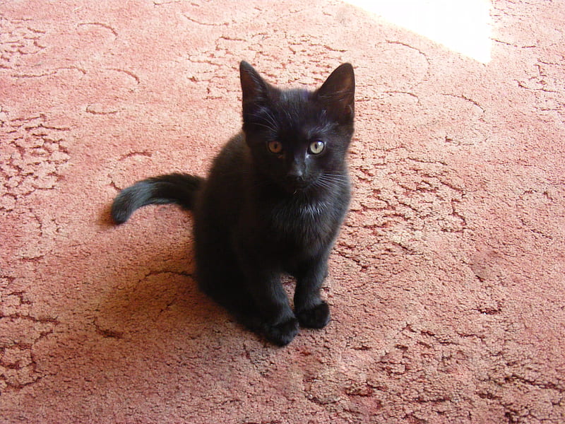 Introducing Midnight, cute, young, black, cat, kitten, sweet, HD wallpaper