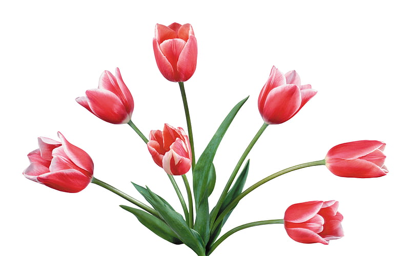 Star of tulips, red, flower, nature, petal, tulip, HD wallpaper