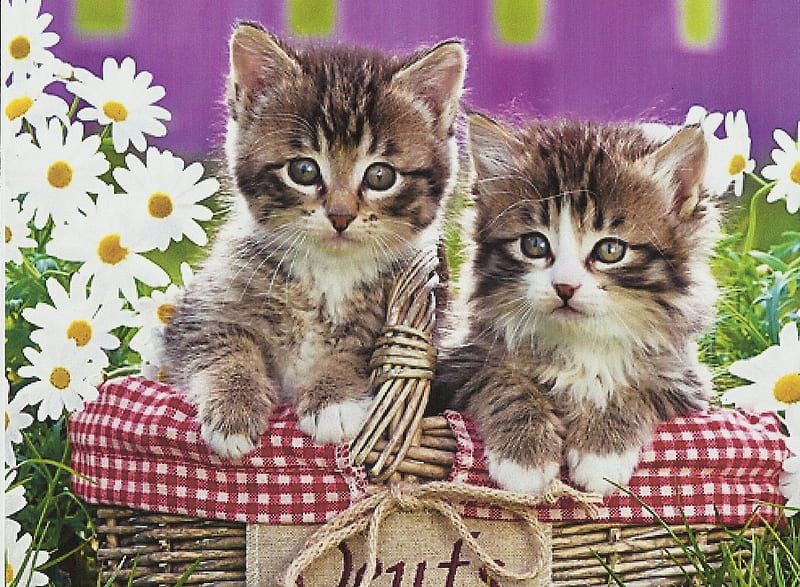 Tabby kittens in the easter basket, cute, feline, basket, tabby, flowers, kitten, HD wallpaper