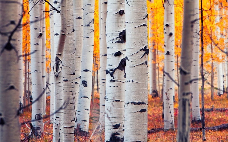 Aspen , Colorado, forest, tree, nature, Aspen, HD wallpaper