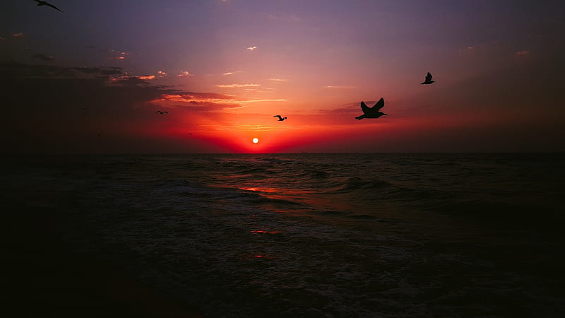 Seabirds in Ocean Sunset, Sea, Sky, Oceans, Sunsets, Nature, Birds, HD wallpaper