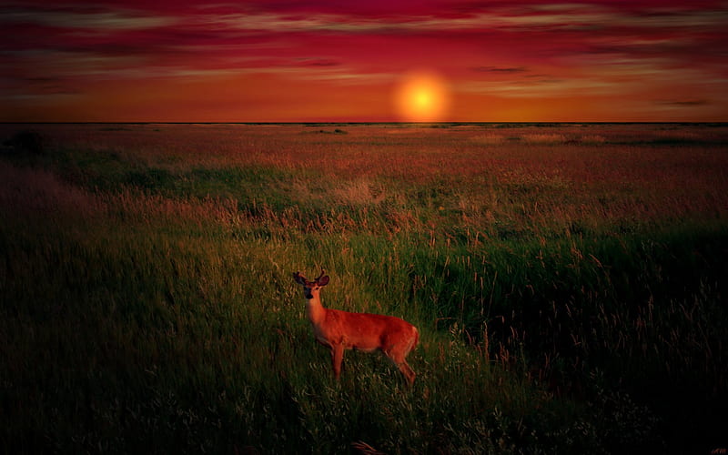 Deer at Sunset, shopped, cg, buck, sunset, whitetailed deer, field, animal, deer, HD wallpaper