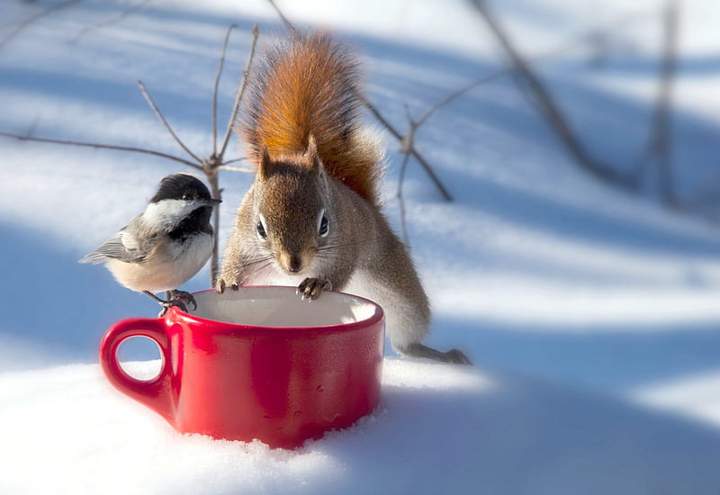 Enough for both, hungry, Squirrel, bird, snow, HD wallpaper