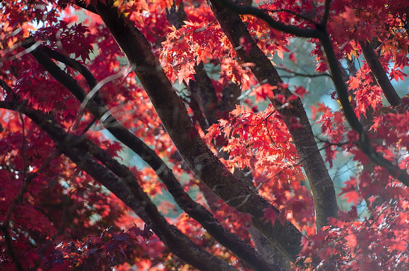 Red Fall Tree Autumn Leaves , autumn, trees, nature, HD wallpaper