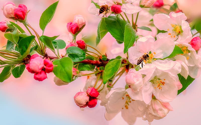 flowering apple trees, spring, pink flowers, apple blossom, beautiful flowers, HD wallpaper