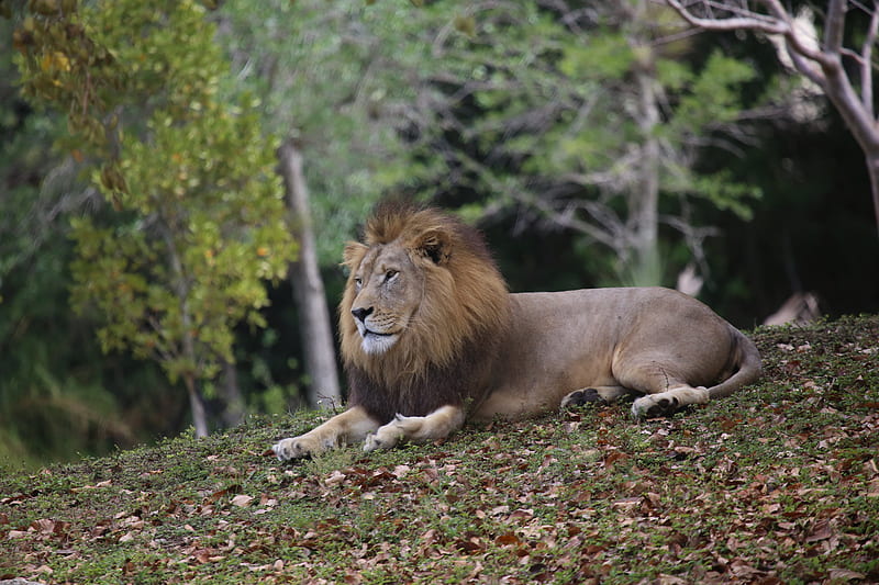 lion, mane, big cat, predator, HD wallpaper