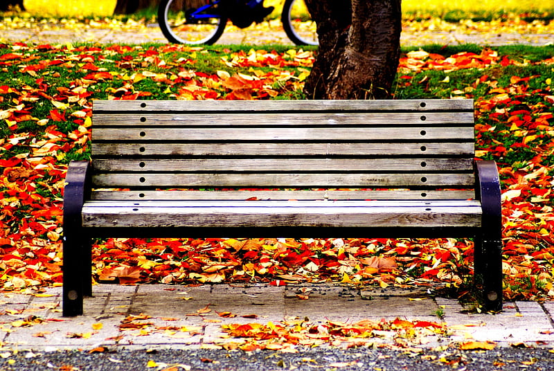 TAKE your SEAT, Please!, bench, autumn, leaves, park, HD wallpaper | Peakpx