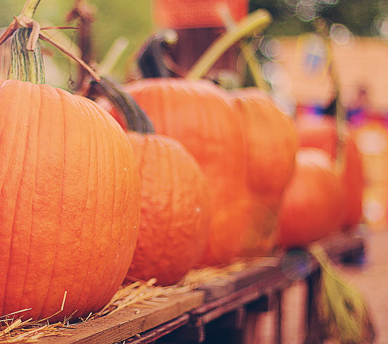 Pumpkins, fall, halloween, orange, pumpkin, HD wallpaper