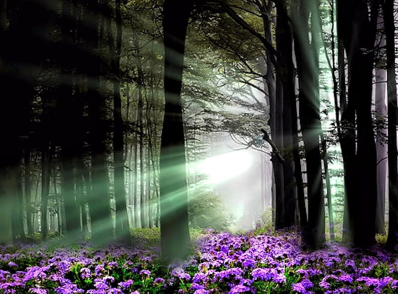 Flowers in the Forest, pretty, Forest, Flowers, Nature, HD wallpaper |  Peakpx
