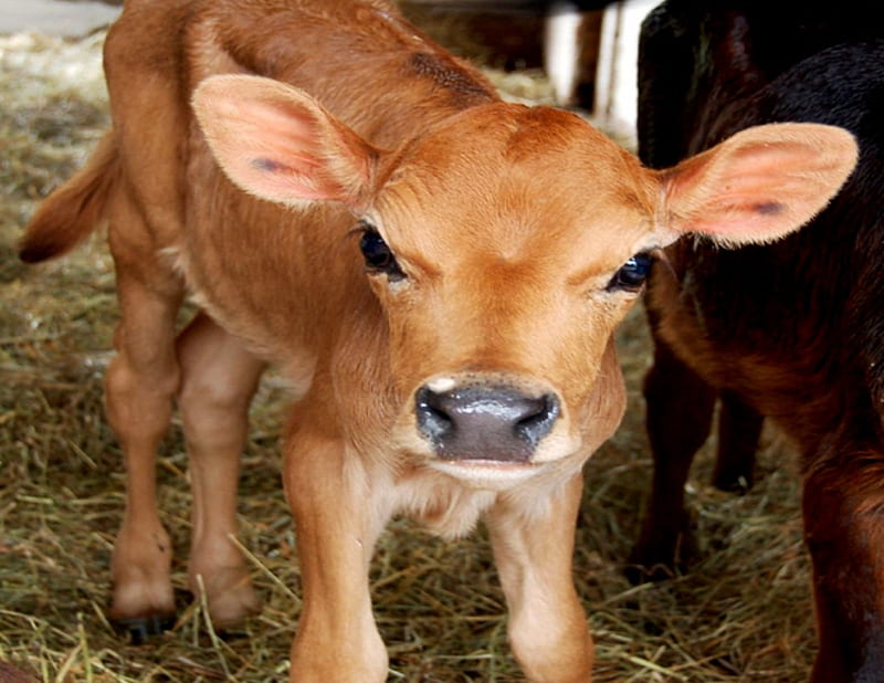 Baby Calf, Baby, Cow, Calf, graphy, Animals, HD wallpaper