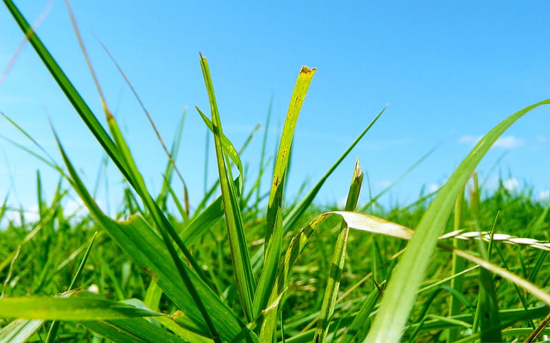 grass field-wonderful natural scenery, HD wallpaper