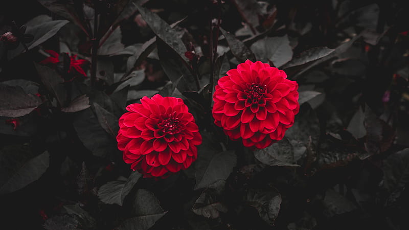 Red Dahlia Buds With Green Leaves Flowers, HD wallpaper