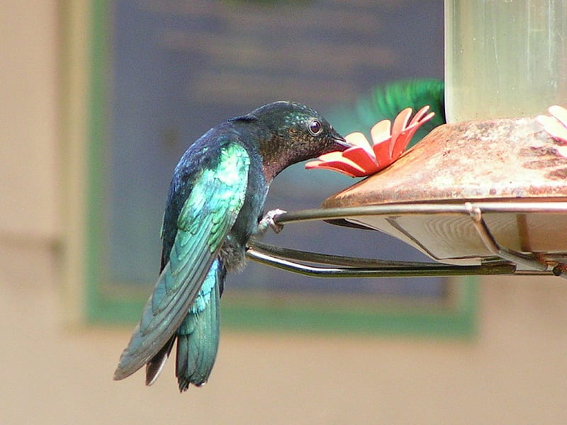 Beautiful Hummingbird, martinique, flower, birds, hummingbird, animals, HD wallpaper
