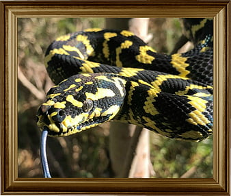 python, serpent, nature, Fond d'écran HD