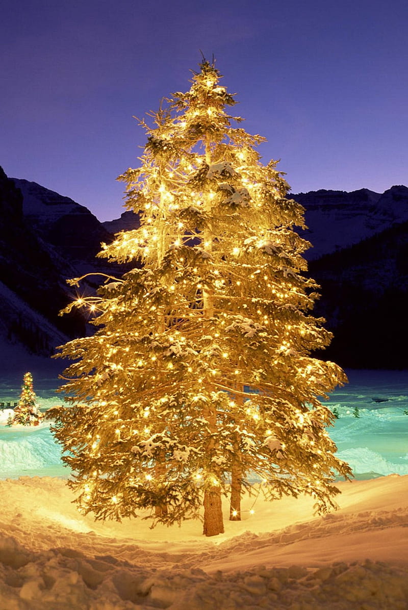 Christmas Tree, christmas, holiday, lights, tree, HD phone wallpaper