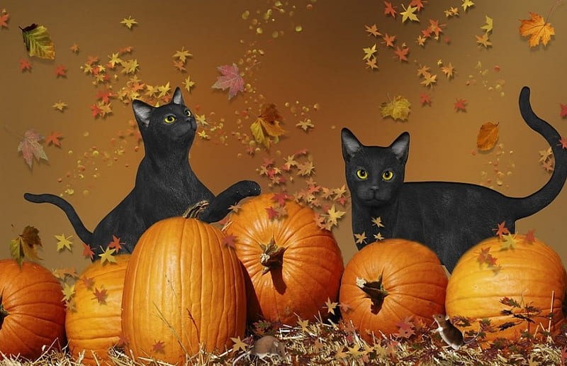 Autumn Pumpkins, autumn, leaves, halloween, mouse, cats, pumpkins, HD wallpaper
