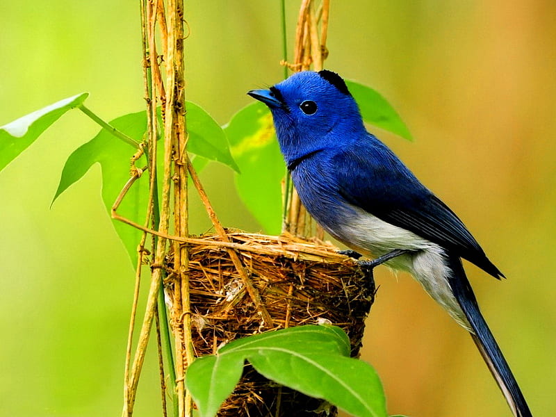 Bluebird on nest, cute, song, bird, nest, bonito, blue, bluebird, HD wallpaper