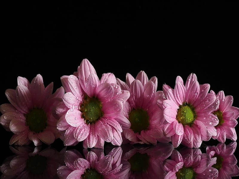 Pink Flowers, Water, Reflection, Drops, Pink, HD wallpaper | Peakpx