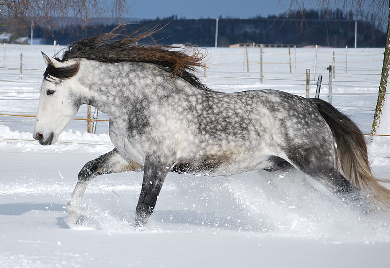 HD-wallpaper-winter-games-grey-andalusian-horses-spanish-dapple-grey.jpg