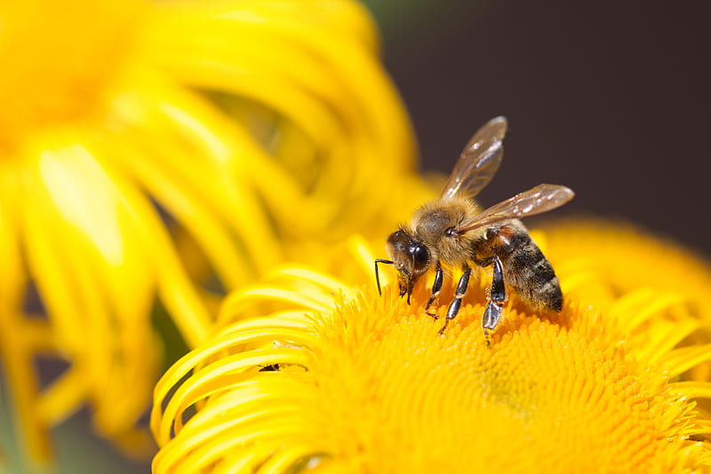 bee, insect, flower, yellow, macro, HD wallpaper