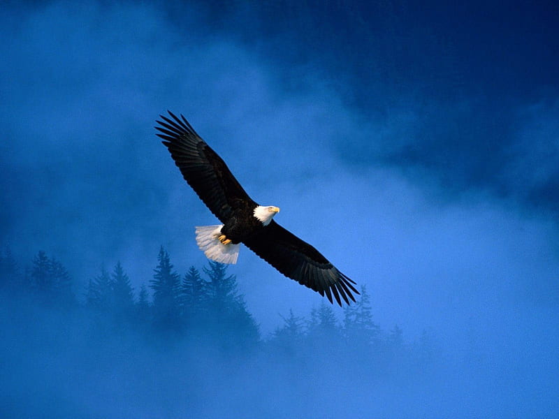 Flying Eagle, wings, raptor, dust, majestic, sky, HD wallpaper