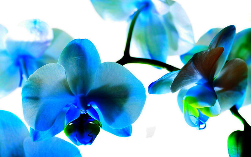 CYAN COLORED ORCHID, flower, cyan, color, orchid, HD wallpaper