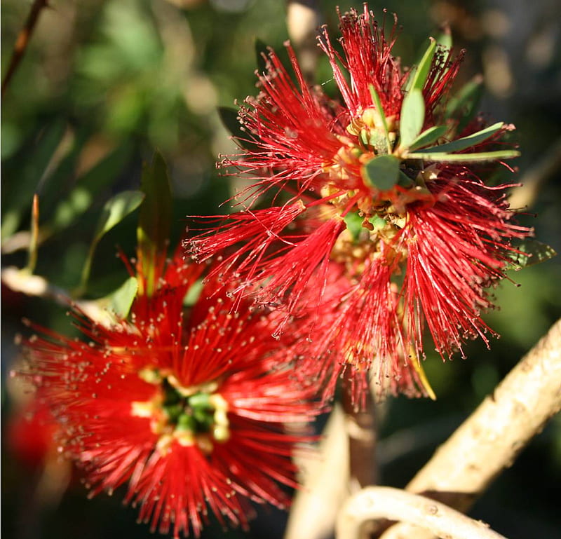 Red Banksia Flower, flower, australia, red banksia, native, HD wallpaper