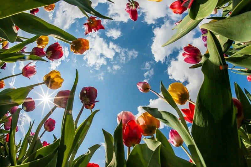 Striving at the sun, skies, cloud, spring, tulips, tulip, HD wallpaper