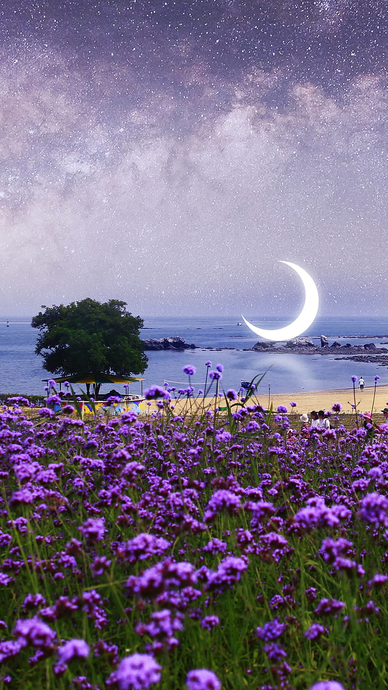 Scenery , beach, purple flower, moon, starry sky, crescent, HD phone wallpaper