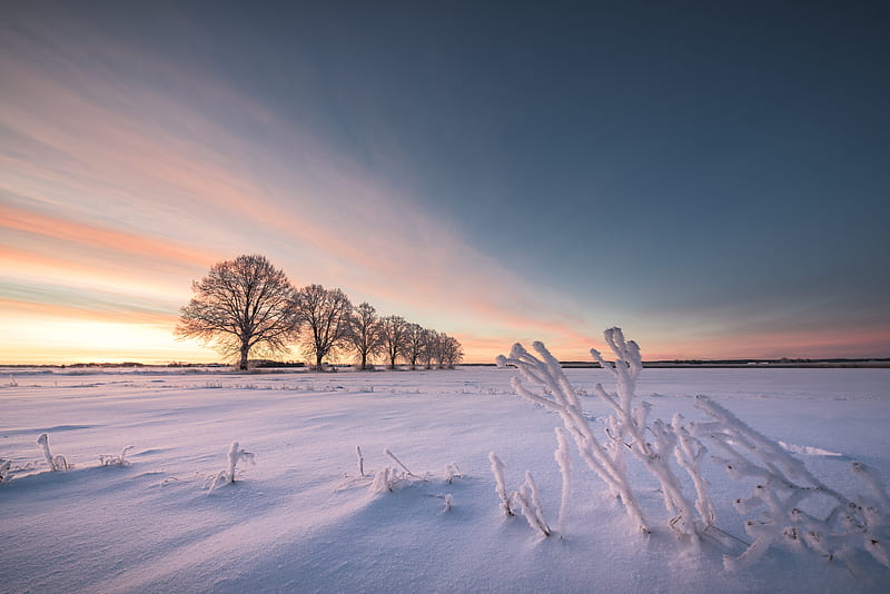 Winter, Nature, Sky, Snow, Horizon, Tree, Earth, Tree Lined, HD wallpaper