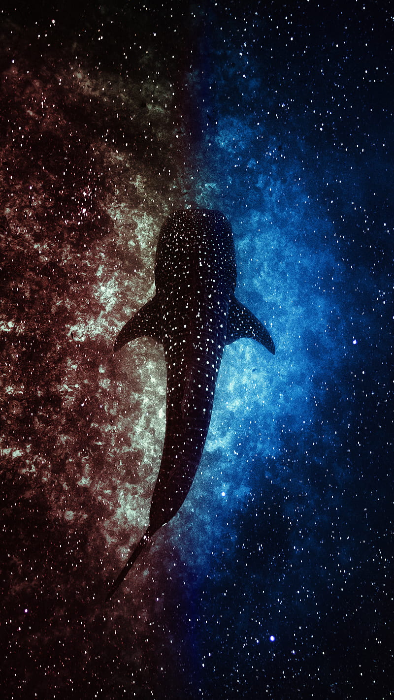 Whale, big, blue, sea, star, stars, HD phone wallpaper