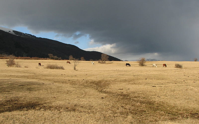 Old Mountain/Stara Planina, maountain, old mountain, hayfield, dark sky, clouds, stara planina, wild horses, grassland, HD wallpaper