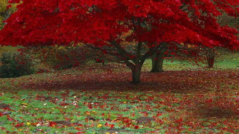 Fall's Japanese Maple Tree, colorful, fall, autumn, tree, leaves, park, HD wallpaper