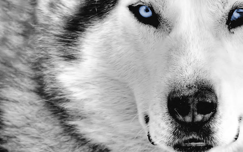 Mystic_Wolf, wolf, howl, blue eyes, fur, HD wallpaper