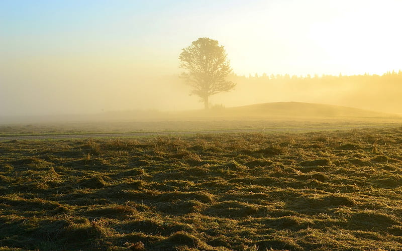Morning Mood in Latvia, Latvia, tree, mist, field, morning, HD wallpaper