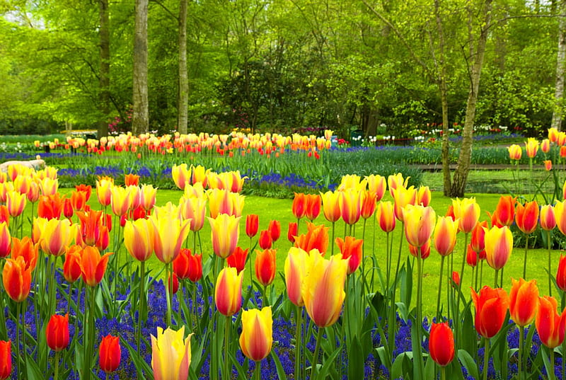 Holland tulips, pretty, colorful, grass, bonito, Holland, flowers, tulips, lovely, dutch, greenery, Keukenhof, park, trees, freshness, alleys, summer, garden, walk, HD wallpaper
