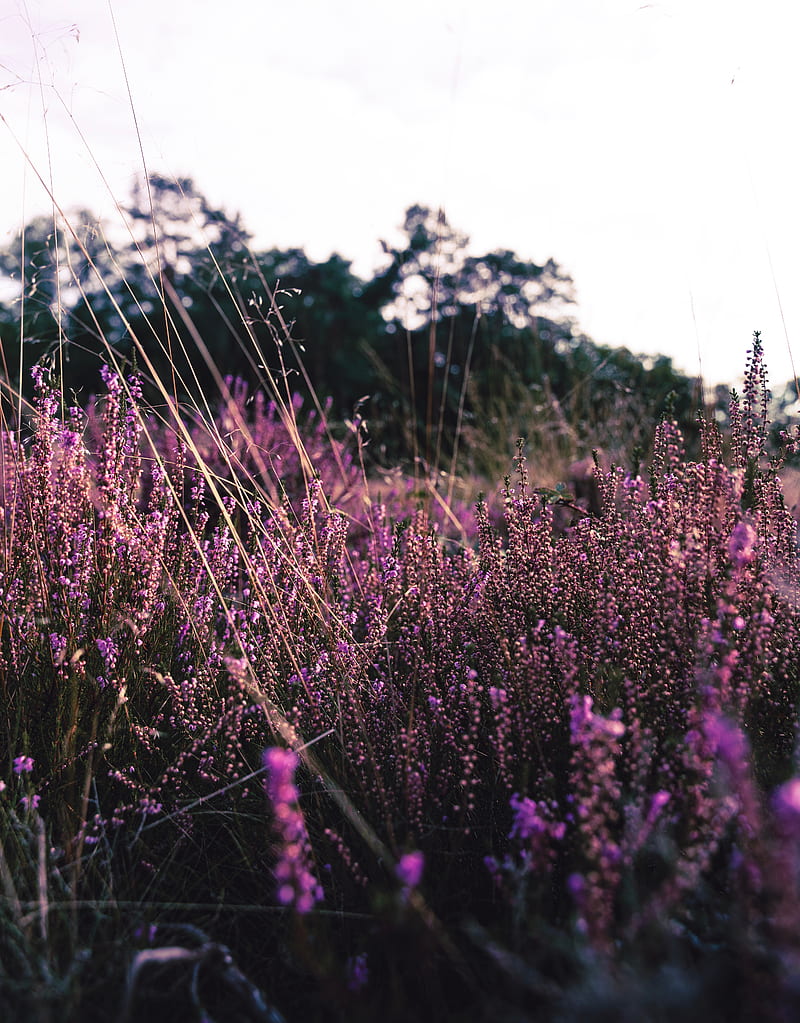 lavender, flowers, purple, field, bloom, HD phone wallpaper