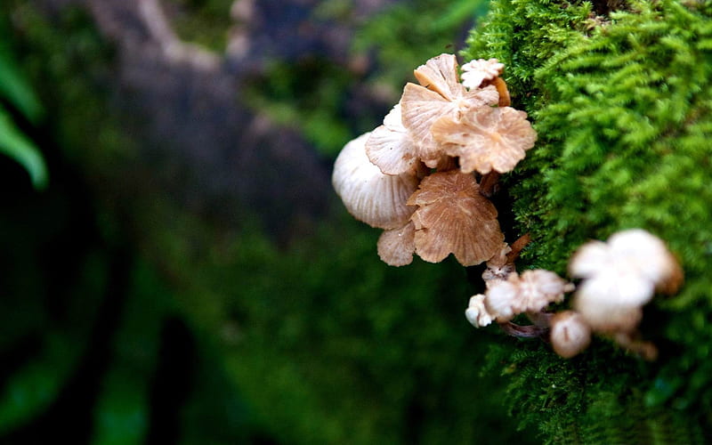 tree mushroom-Forest plants, HD wallpaper