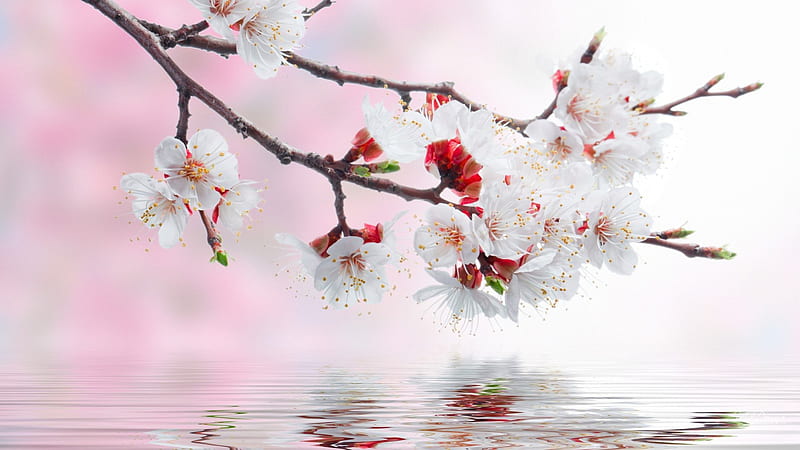 Spring Reflection, limb, spring, branch, lake, apple blossoms, cherry blossoms, reflect, tree, water, flowers, Sakuara, reflection, HD wallpaper