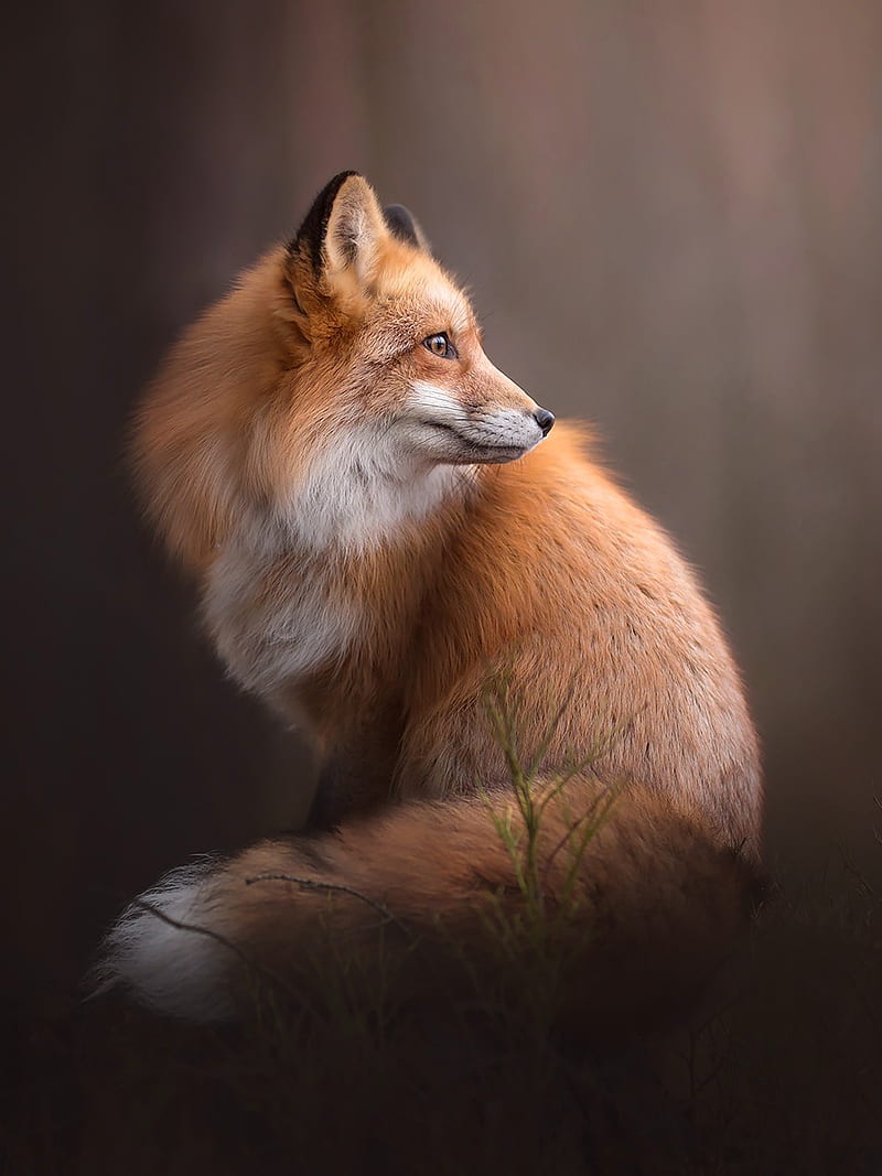 Beautiful Fox, background, foxes, nice , wild, HD phone wallpaper